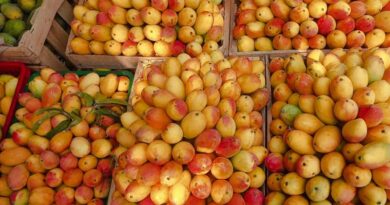 बिहार में दो दिवसीय आम महोत्सव संपन्न: आम की 5000 से अधिक अनोखी किस्मों को देखने उमड़ी भीड़