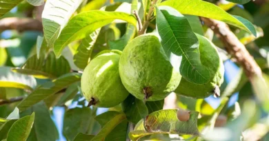 अमरूद की पत्तियों में छेद? जानिए इसका कारण और पक्का इलाज