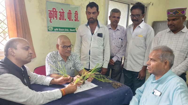 धान, मक्का फसलों में आ रही समस्याओं का समाधान: केवीके सिवनी के वैज्ञानिकों ने कृषि ओपीडी में दी तकनीकी सलाह