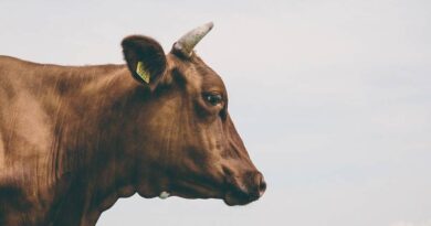 हिमाचल सरकार ने बढ़ाई गौ-सदनों की प्रोत्साहन राशि, अगस्त से मिलेगा ₹1,200 प्रति मवेशी मासिक अनुदान