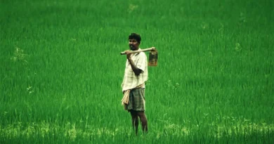 विशेषज्ञों की सलाह- अगस्त में वैज्ञानिक ढंग से करें कृषि का कार्य तो वृद्धि है संभव