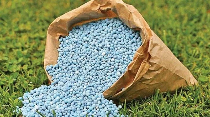 सोसायटी से मिला एसएसपी खाद दो हफ्ते बाद भी नहीं घुला
