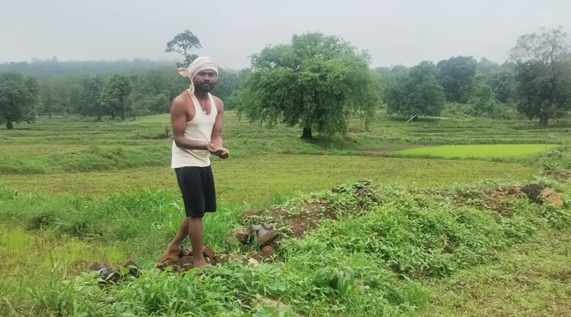 कोदो, विष्णुभोग और दुबराज से लौटेगी खेती की पुरानी रौनक, छत्तीसगढ़ बन रहा जैविक खेती का हब
