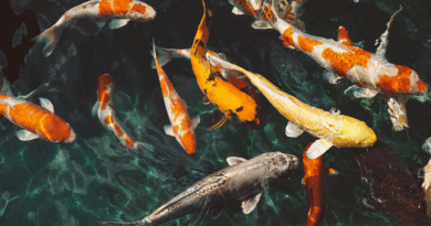 11 साल में मछली उत्पादन में 104% की बढ़ोतरी: जानिए भारत की नीली अर्थव्यवस्था ने कैसे पकड़ी रफ्तार?