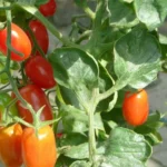 टमाटर की फसल टूट रही है तनों से? जानिए फफूंद जनित रोग का इलाज और बचाव का तरीका