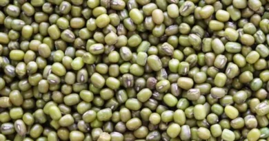मूंग की फसल यदि है तो यूरिया का प्रयोग कैसे और कब किया जाए