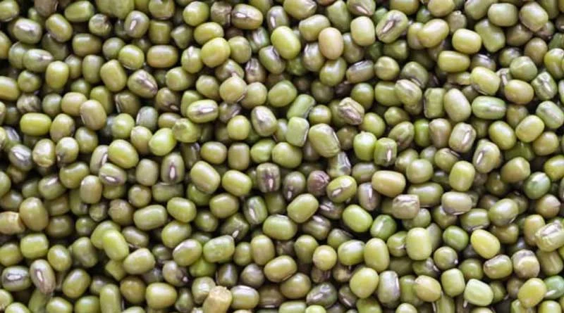 मूंग की फसल यदि है तो यूरिया का प्रयोग कैसे और कब किया जाए