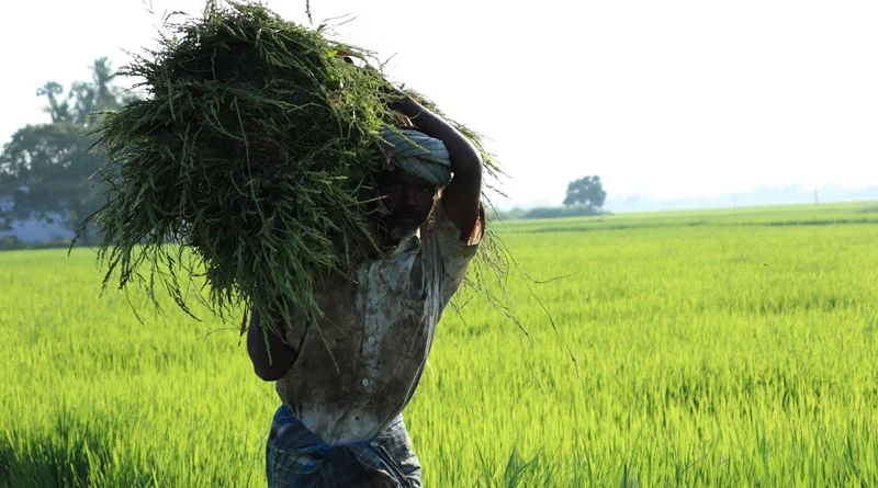 बिहार में किसान सलाहकार, सरकार ने बढ़ाया मानदेय
