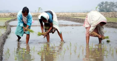 Kharif Sowing: 995.63 लाख हेक्टेयर क्षेत्र में हुई खरीफ की बुवाई, धान-मक्का-गन्ना के रकबे में रिकॉर्ड बढ़ोतरी