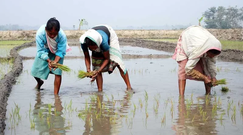 Kharif Sowing: 995.63 लाख हेक्टेयर क्षेत्र में हुई खरीफ की बुवाई, धान-मक्का-गन्ना के रकबे में रिकॉर्ड बढ़ोतरी