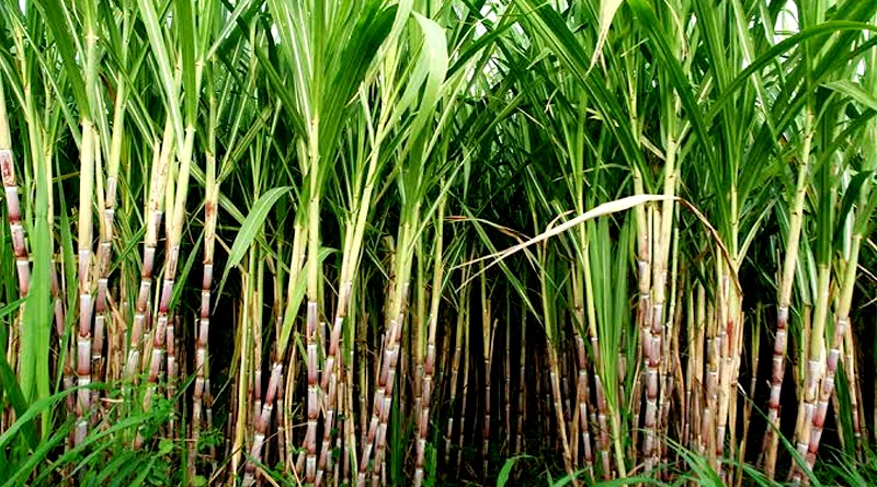 उत्तर प्रदेश में इस वर्ष रबी सत्र में 141 लाख हेक्टेयर का लक्ष्य
