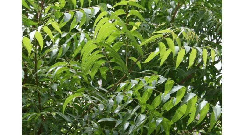 नीम एक प्रकृति का वरदान, करता है कीटों का खात्मा
