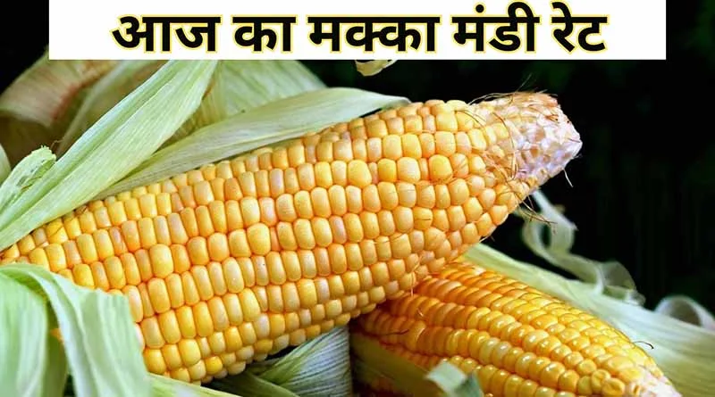 मक्का मंडी रेट आज का (05 अगस्त 2025)