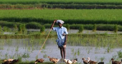छत्तीसगढ़: किसान धान बेचने से पहले कराएं एग्रीस्टैक पर पंजीकरण, नहीं तो रुक सकता है भुगतान