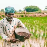 बिहार के किसानों की बल्ले-बल्ले! सरकार अंजीर की खेती पर देगी 50 हजार की बंपर सब्सिडी, ऐसे करें आवेदन