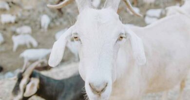 बकरी पालक 10+1 बकरी पालन योजना का लाभ उठाएं