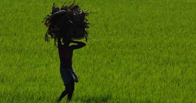 बिहार के किसानों की बल्ले-बल्ले! सरकार अंजीर की खेती पर देगी 50 हजार की बंपर सब्सिडी, ऐसे करें आवेदन