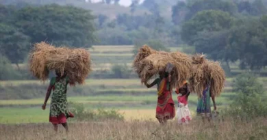 NMEO-पाम ऑयल योजना: किसानों को रोपण से लेकर कटाई तक मिलेगी ₹2 लाख तक की मदद, जानें किस पर कितनी सब्सिडी