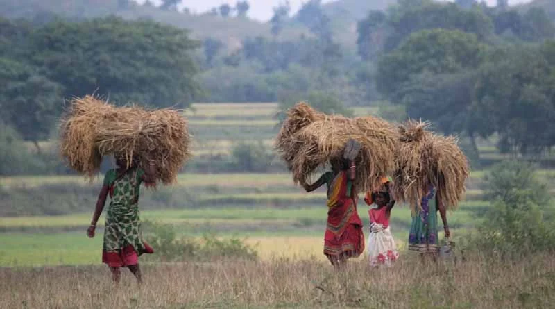 मध्यप्रदेश: 14 लाख से अधिक किसानों के खातों में आए ₹1383 करोड़, 3 साल की फसल बीमा राशि एकमुश्त ट्रांसफर  