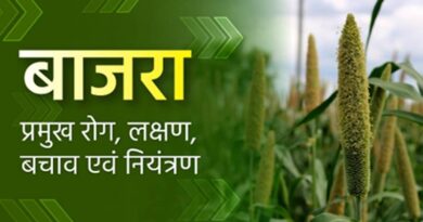 बाजरा: प्रमुख रोग, लक्षण, बचाव एवं नियंत्रण