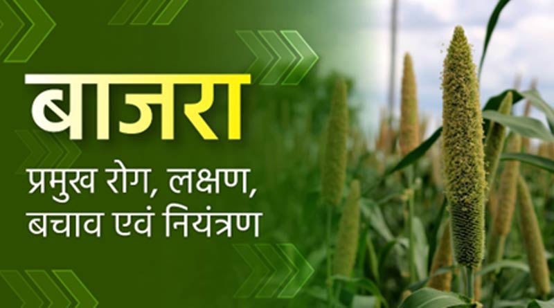 बाजरा: प्रमुख रोग, लक्षण, बचाव एवं नियंत्रण