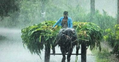 भारत में कटाई के बाद सबसे अधिक क्षति: अमरूद और टमाटर सबसे प्रभावित