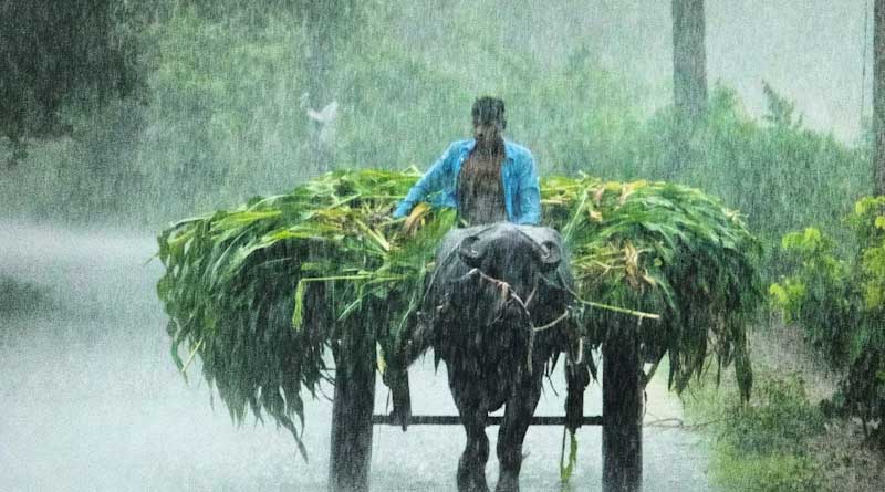 भारत में कटाई के बाद सबसे अधिक क्षति: अमरूद और टमाटर सबसे प्रभावित