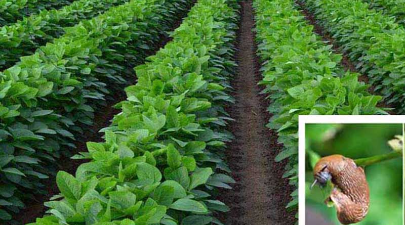 सोयाबीन में स्लग का प्रकोप: किसानों के लिए प्रभावी नियंत्रण उपाय