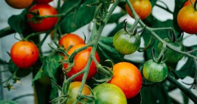Tomato Price: मध्यप्रदेश की मंडियों में टमाटर ने तोड़े सारे रिकॉर्ड, ₹4400 क्विंटल तक पहुंचे दाम; जानिए आज का भाव  