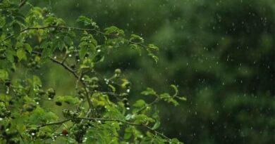 मध्यप्रदेश में झमाझम बारिश: भीमपुर में रिकॉर्ड 175 मिमी, इंदौर में भी 32.2 मिमी पानी गिरा