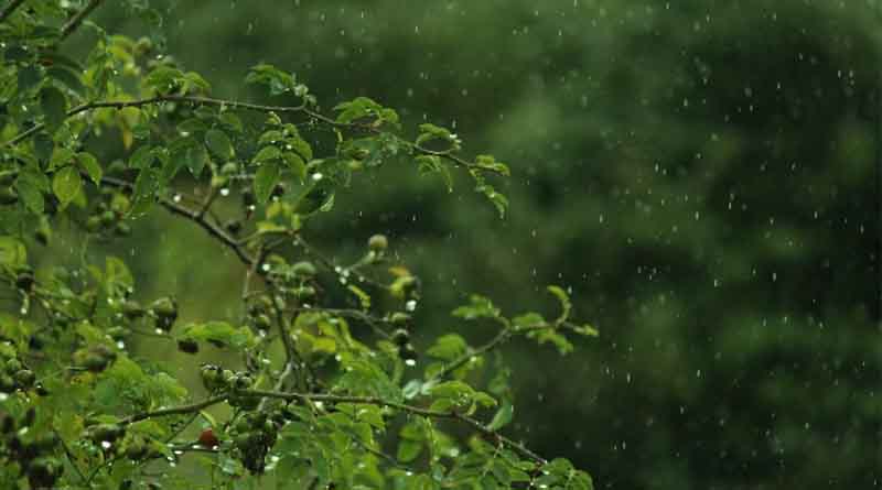 मध्यप्रदेश में झमाझम बारिश: भीमपुर में रिकॉर्ड 175 मिमी, इंदौर में भी 32.2 मिमी पानी गिरा