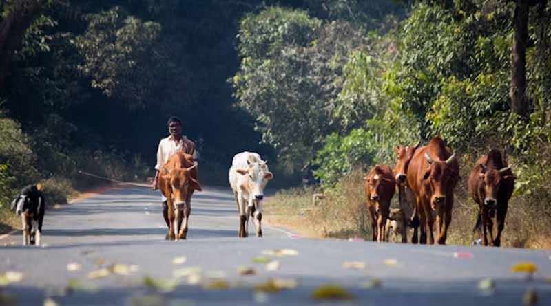 Madhya Pradesh: गुना में पशुपालकों को राहत! सिर्फ ₹10/किलो में मिल रहा भूसा, जानें खरीद केंद्र