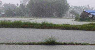 रुक-रुककर हो रही बारिश ने फसलों को बुरी तरह प्रभावित किया