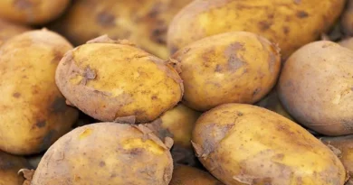 Potato Price: कहां बिक रहे हैं सबसे सस्ता या महंगा आलू? जानिए 20 अगस्त 2025 के मंडी रेट
