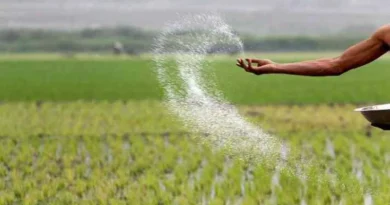 ग्वालियर जिले में पर्याप्त मात्रा में उर्वरक उपलब्ध