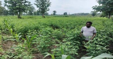 अंतरवर्ती फसल पद्धति से किसानों को दोहरा लाभ, बालाघाट में बढ़ा अरहर-कोदो का चलन