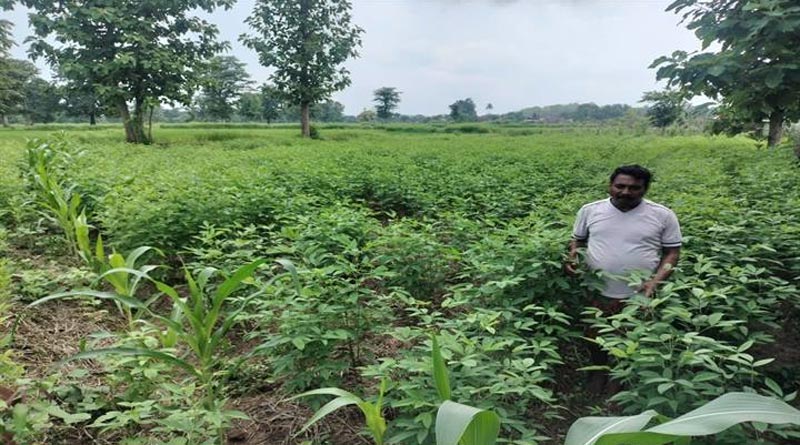 अंतरवर्ती फसल पद्धति से किसानों को दोहरा लाभ, बालाघाट में बढ़ा अरहर-कोदो का चलन