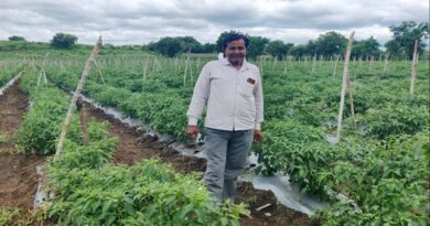 ड्रिप सिंचाई योजना से बदली बड़वानी किसान की किस्मत, मिर्च की खेती से 4 एकड़ में कमाया 6 लाख का मुनाफा