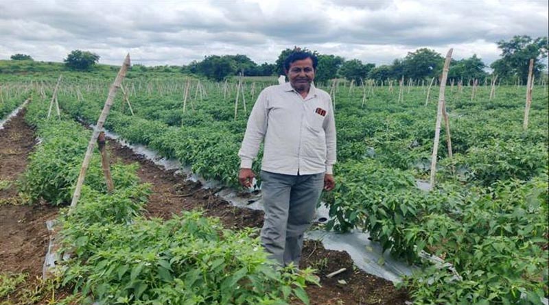 ड्रिप सिंचाई योजना से बदली बड़वानी किसान की किस्मत, मिर्च की खेती से 4 एकड़ में कमाया 6 लाख का मुनाफा