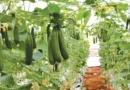 ग्वालियर-चंबल संभाग में उद्यानिकी फसलों का रकबा बढ़ा