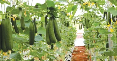 ग्वालियर-चंबल संभाग में उद्यानिकी फसलों का रकबा बढ़ा