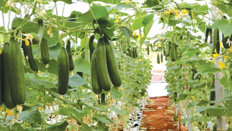 ग्वालियर-चंबल संभाग में उद्यानिकी फसलों का रकबा बढ़ा