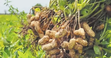 क्या आप मूंगफली की खेती करते है तो रखें इस बात का खास ध्यान