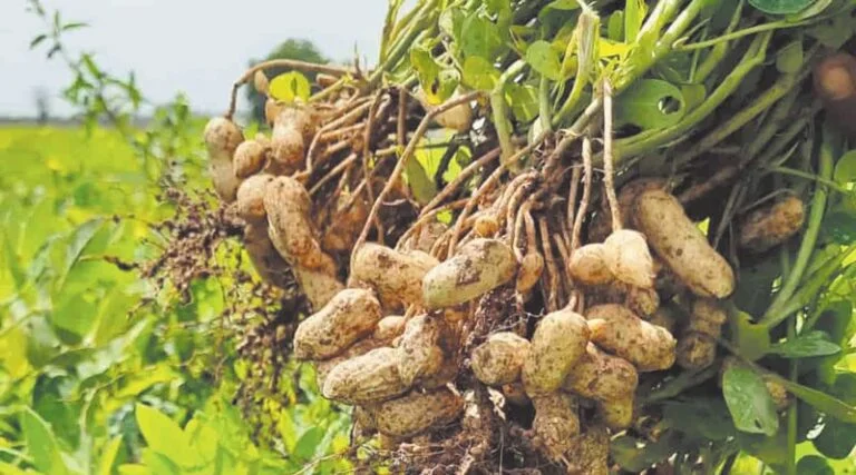 क्या आप मूंगफली की खेती करते है तो रखें इस बात का खास ध्यान