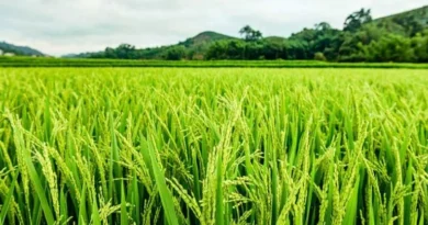 हरियाणा में SRBSDV वायरस ने 92,000 एकड़ धान की फसल को किया बौना, 7 जिलों में फैला प्रकोप