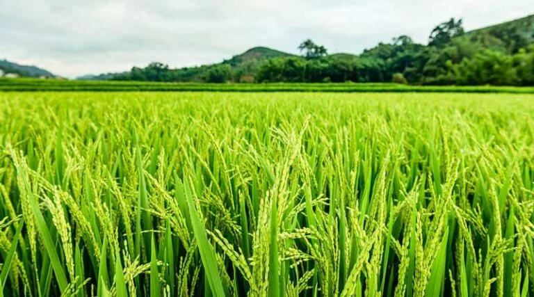 हरियाणा में SRBSDV वायरस ने 92,000 एकड़ धान की फसल को किया बौना, 7 जिलों में फैला प्रकोप