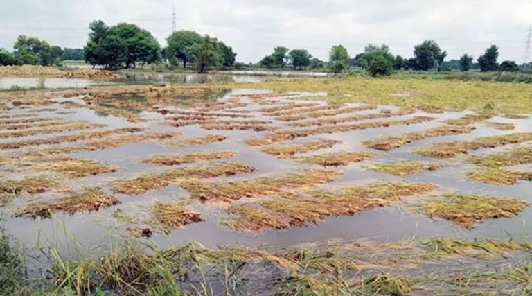 भारी बारिश से नुकसान पर मुआवजा देगी एमपी की सरकार