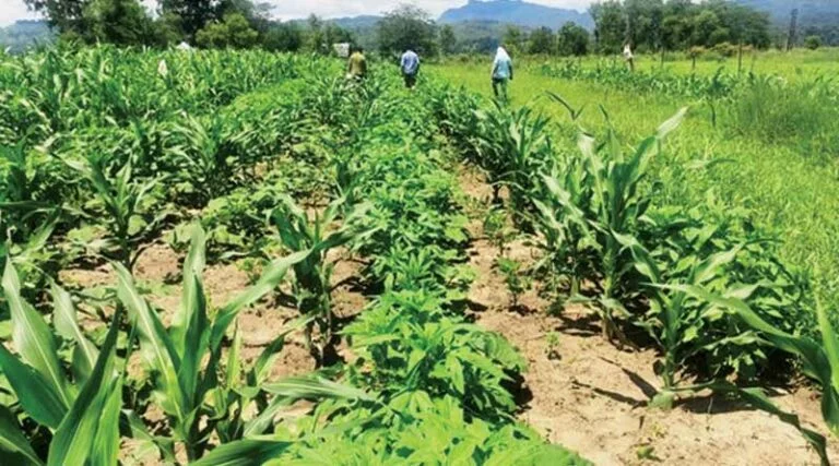 पौधों की धीमी ग्रोथ से परेशान हैं तो आपके लिए एक आसान और सस्ता समाधान