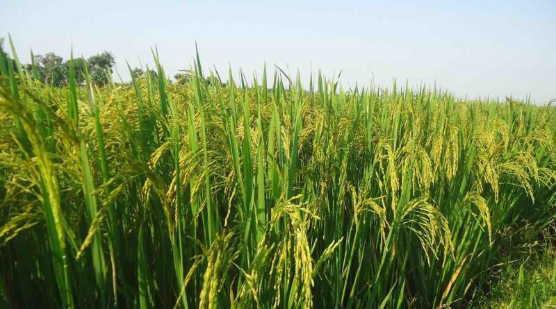 जैव-संवर्द्धक (Biostimulants) उत्पादक कंपनियों को दिल्ली उच्च न्यायालय से राहत
