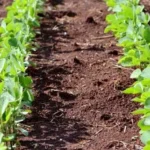 आगर मालवा में कृषकों को समसामयिक सलाह जारी